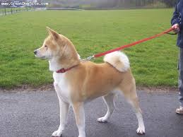 i want an akita kopek akita bekci kopegi