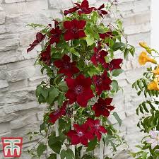 Check spelling or type a new query. Clematis Patio Collection Thompson Morgan