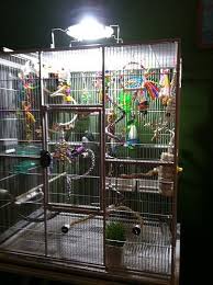 Bird Bath For Budgie Cage Uv Light For Birds Diy Bird Cage Conure Cage Budgie Cage