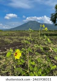 Image result for Hibiscus panduriformis