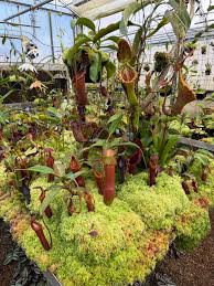 Image result for Burnatia enneandra