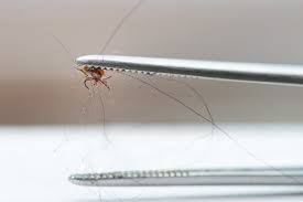 Many homeowners choose to book preventative exterior pest control. 2021 Cost To Exterminate Fleas Flea Pest Control Cost