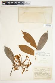 Image result for Monanthotaxis ferruginea