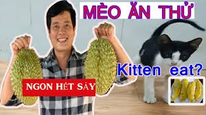 Nimo tv'de oyun canlı yayınlarını keşfederken, en popüler yayıncıların farklı içeriklerinin tadını çıkar! Aahaha Tv Mua Sáº§u Rieng Cá»§a KhÆ°Æ¡ng Dá»«a Cho Meo Äƒn Thá»­ Va Cai Káº¿t Cat Eat Durian Repacted