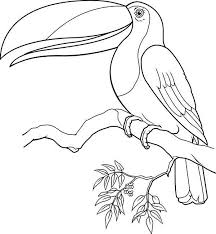 Toucan Toucan Singing Coloring Page Coloring Book Art Toucan Art Bird Pencil Drawing