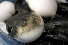The trumpet triton, helmet snail, as well as wrasse, triggerfish, and puffer fish all help keep cots populations in check. Non Poisonous Pufferfish Is China S New Luxury Delicacy Life English Edition Agencia Efe