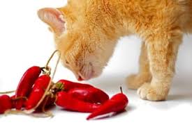 However, some people may have an allergy or an living with a cinnamon allergy. Can Cats Eat Spicy Food Senior Cat Wellness