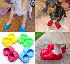 【cute dog crocs shoes】when your pup puts on the cute crocodile shoes, you will immediately take out your phone and record the fun moment. Dog Crocs Are Now A Thing And Your Dog Probably Wants Them