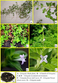 Image result for Spermacoce kirkii