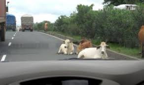 If you file a claim with your insurance, though, it will be added to your claims history. Who Is At Fault When Hitting An Animal With Your Car Distasio Law Firm