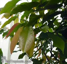 Image result for Monodora