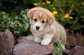 My Dogs New Tab Cute Dogs Corgi Cute Dog Wallpaper