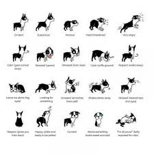 dog body language and calming signals