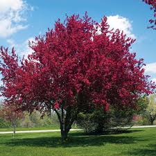 Check spelling or type a new query. Flowering Crabapple Purple Prince Malus Hybrid My Garden Life