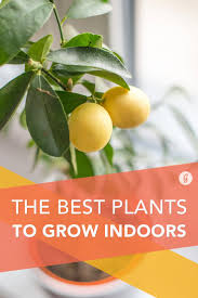 Maybe you would like to learn more about one of these? The 16 Best Healthy Edible Plants To Grow Indoors Countertop Garden