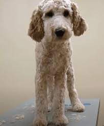 We have certification and have over 5 years of. Labradoodle Grooming Guide 2021 Lots Of Pictures We Love Doodles
