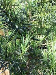 Image result for Podocarpus