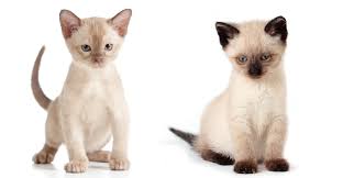 Find out how to tell which is which. Burmese Vs Siamese The Happy Cat Site Helps You Choose