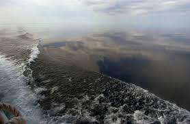 Climate Change Is Killing The Wolves Of Isle Royale Should The Government Save Them Huffpost