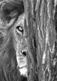 Amazing Animals In Black And White List Animals Black And White Animal Photography Lions Photos