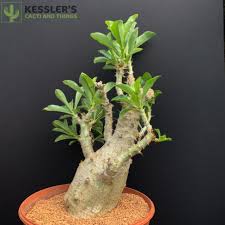 Image result for Pachypodium saundersii