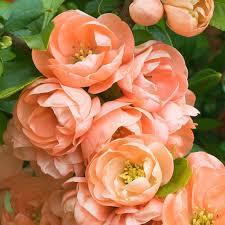 Maybe you would like to learn more about one of these? Cameo Japanese Flowering Quince Flowering Quince Chaenomeles Japanese Flowers
