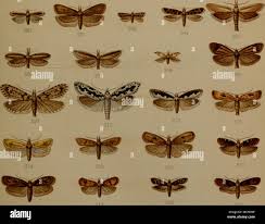 Image result for Ericinella