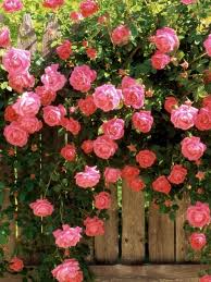 Pin Em Rosas Trepadeiras