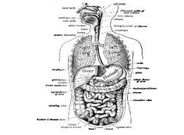 Gk Questions Answers On Science Biology Human Digestive System