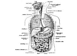 Jul 09, 2018 · what is the place where digested molecules of food, water, and minerals are absorbed? Gk Questions Answers On Science Biology Human Digestive System