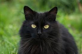 Long haired brits are quiet so no excessive meowing or night crying interferes with your lifestyle. Myths And Facts About Black Cats Lovetoknow