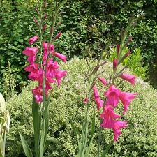 Image result for Gladiolus zambesiacus