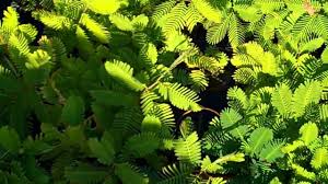 Image result for Neptunia oleracea