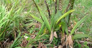 Image result for Eulophia horsfallii