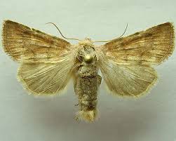 Image result for Photedes fluxa