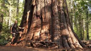 Calaveras big trees state park. Pingutours Calaveras Big Trees Sp