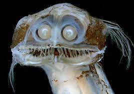 The common name of these fish is related to their bizarre, tubular eyes. Telescope Fish Smithsonian Ocean