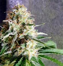 Tangerine Dream Marijuana Strain Information Leafly