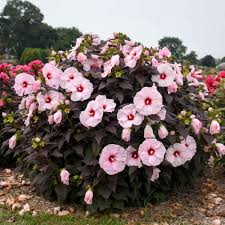 Image result for Hibiscus mechowii