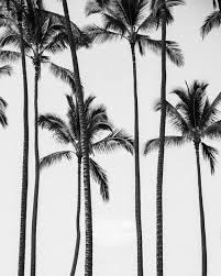 Aesthetic Black And White Palm Tree Wallpaper Palm Trees Pretty And Aesthetic Image Palm Trees Wallpaper Palm Trees Black And White Beach