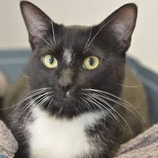 A number of studies have indicated that animals, too, face health risks when exposed to the toxins in second hand smoke, from respiratory problems, allergies and even nasal and lung cancer in dogs and lymphoma in cats. Passive Smoking And Our Pets Pdsa