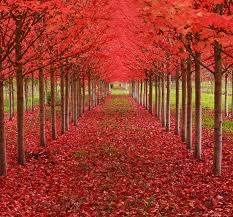 40 of the most interesting trees around the world. 16 Of The Most Magnificent Trees In The World Bored Panda