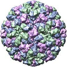 Anyone can get infected and sick with norovirus. Norovirus Wikipedia