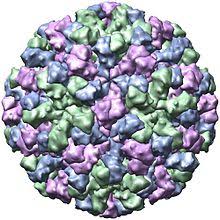 You can get norovirus by: Norovirus Wikipedia