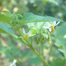 Image result for Solanum americanum