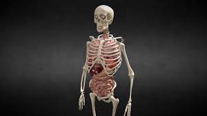 Front view of muscles, back view of muscles, organs, nervous system assemble a skeleton in our interactive body. Animated Human Body Anatomy Buy Royalty Free 3d Model By Avrspot Avrspot 51ebbf6