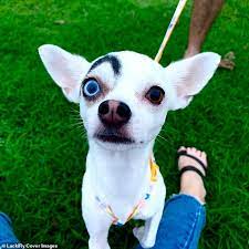 Chihuahua Has A Good And Evil Face Due To Unusual Markings And Different Coloured Eyes Daily Mail Online