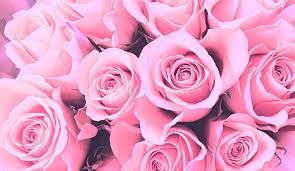 Hd wallpaper iphone wallpaper cute wallpaper cool wallpaper find your perfect wallpaper and download the image or photo for free. 26 577 Pink Roses Wallpaper Photos Free Royalty Free Stock Photos From Dreamstime