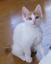 Available Japanese Bobtail Kittens For Sale & Cats For ...
