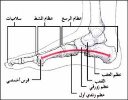 الباحثون السوريون سلسلة كيف يعمل جسم الانسان الهيكل العظمي الأطراف